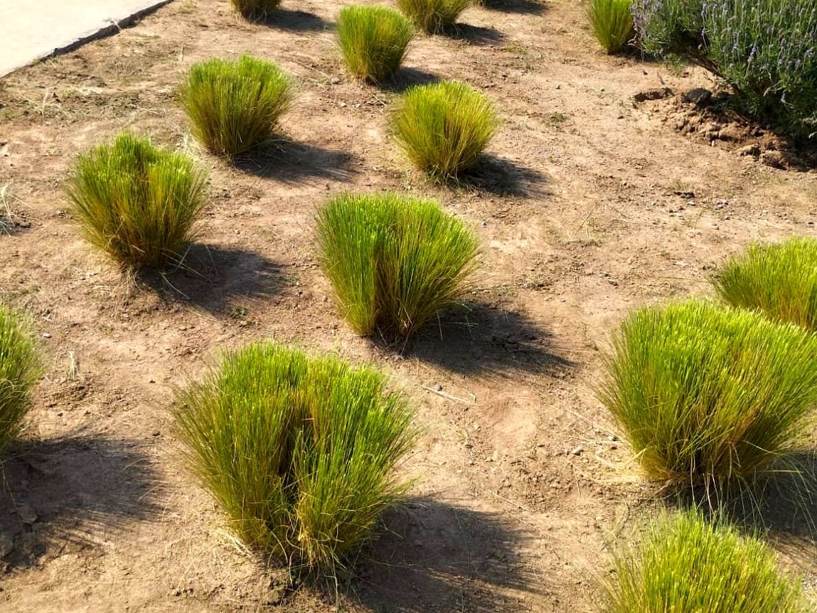 Home trabajos jardineria 1