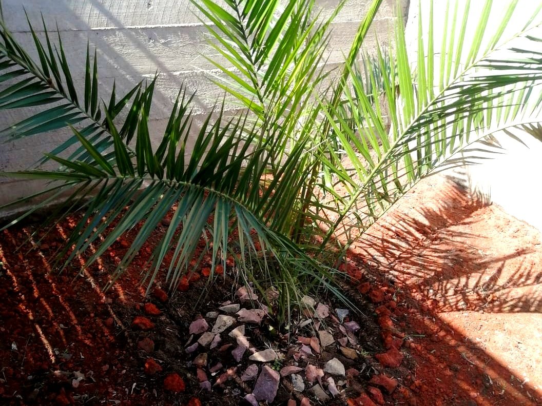 Projects trabajos jardineria 6