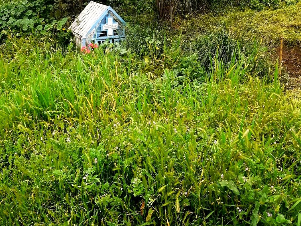 Projects trabajos jardineria 8